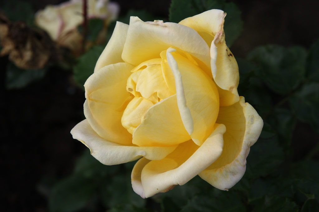 růže Mme. S. Croza