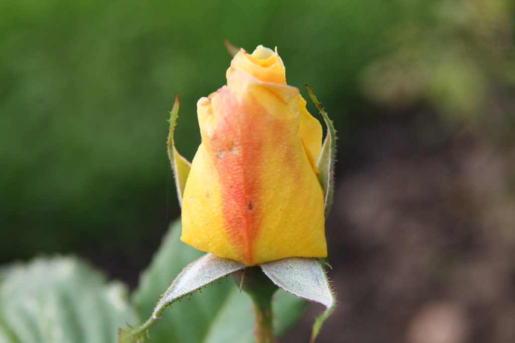 růže Mme. S. Croza