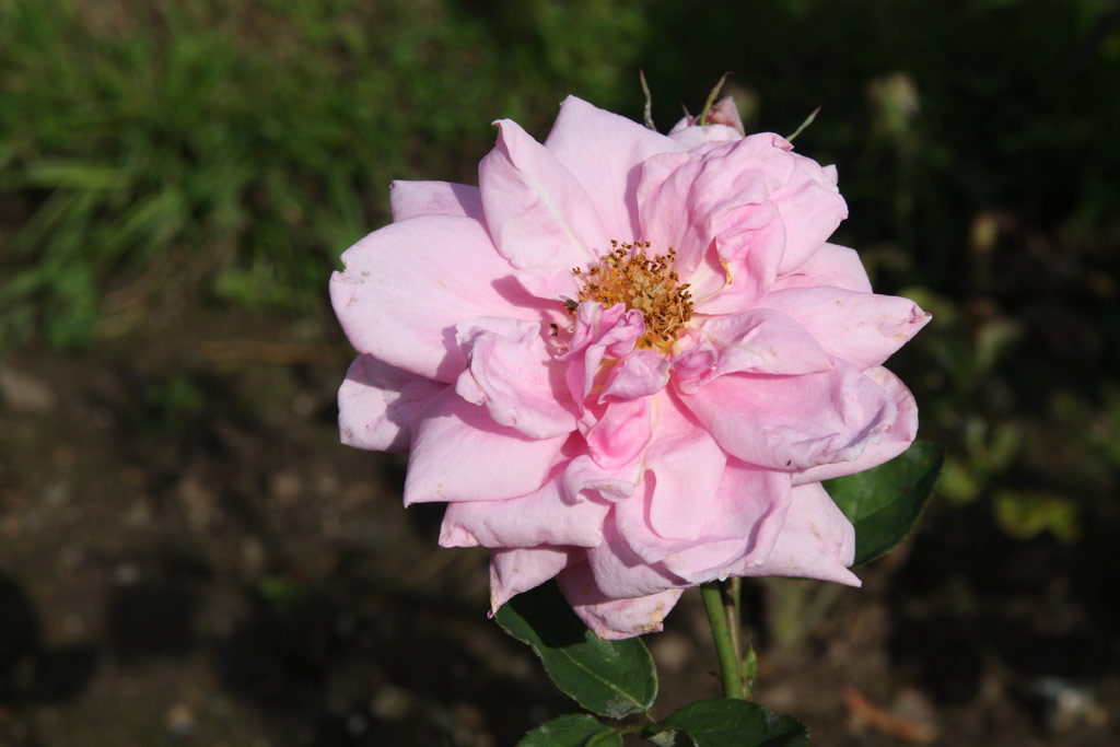 růže Mme. Thodore Delacourt