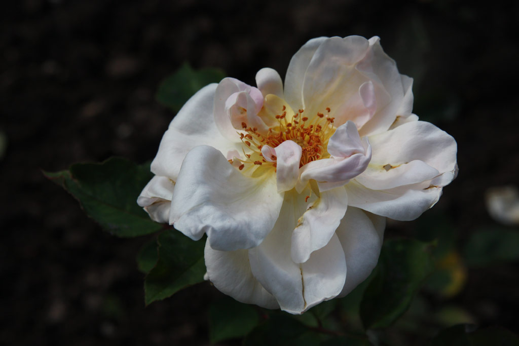 růže Molly Sharman-Crawford