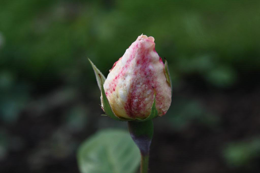 růže Molly Sharman-Crawford