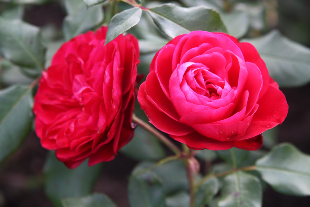 růže Mona Lisa (Meilland)