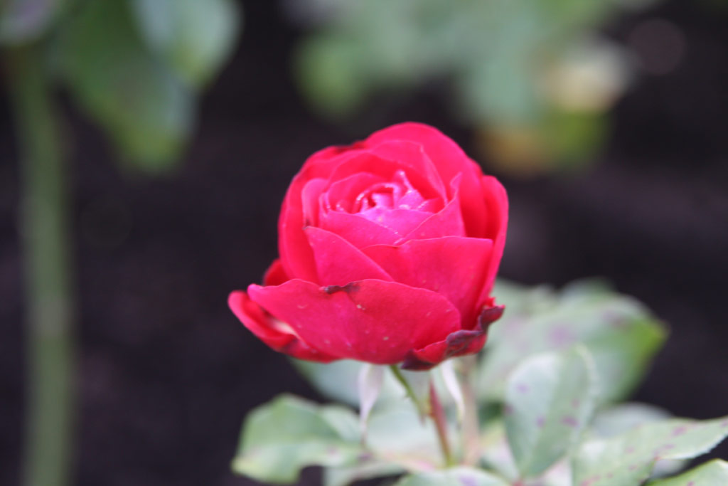 růže Mona Lisa (Meilland)