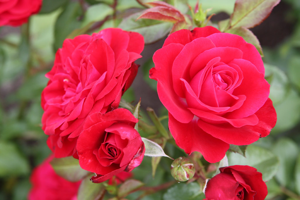 růže Mona Lisa (Meilland)