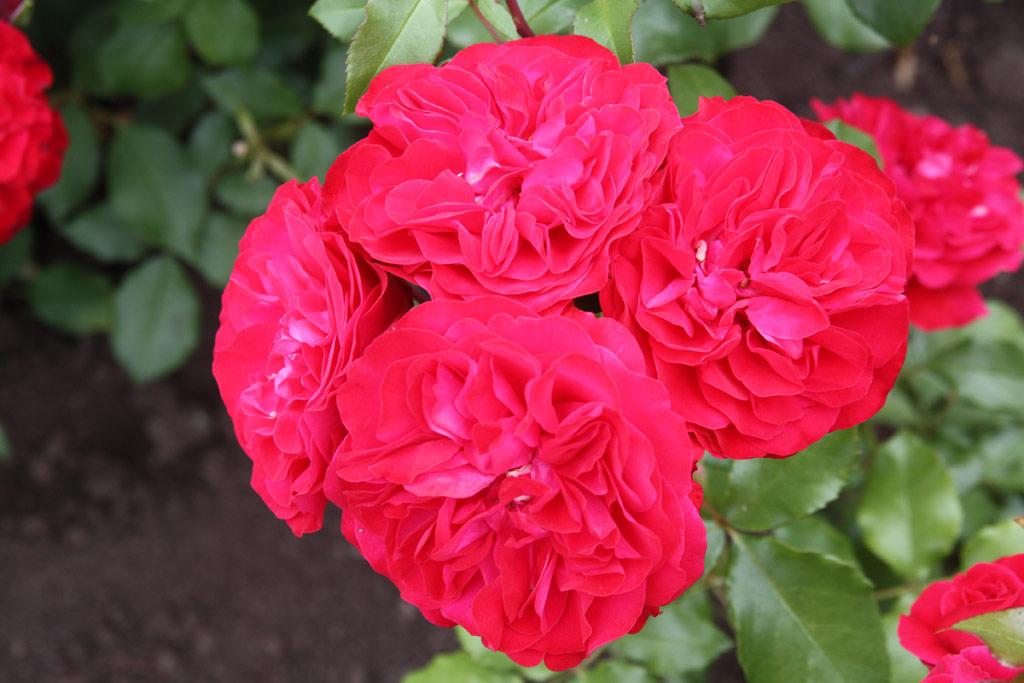 růže Mona Lisa (Meilland)