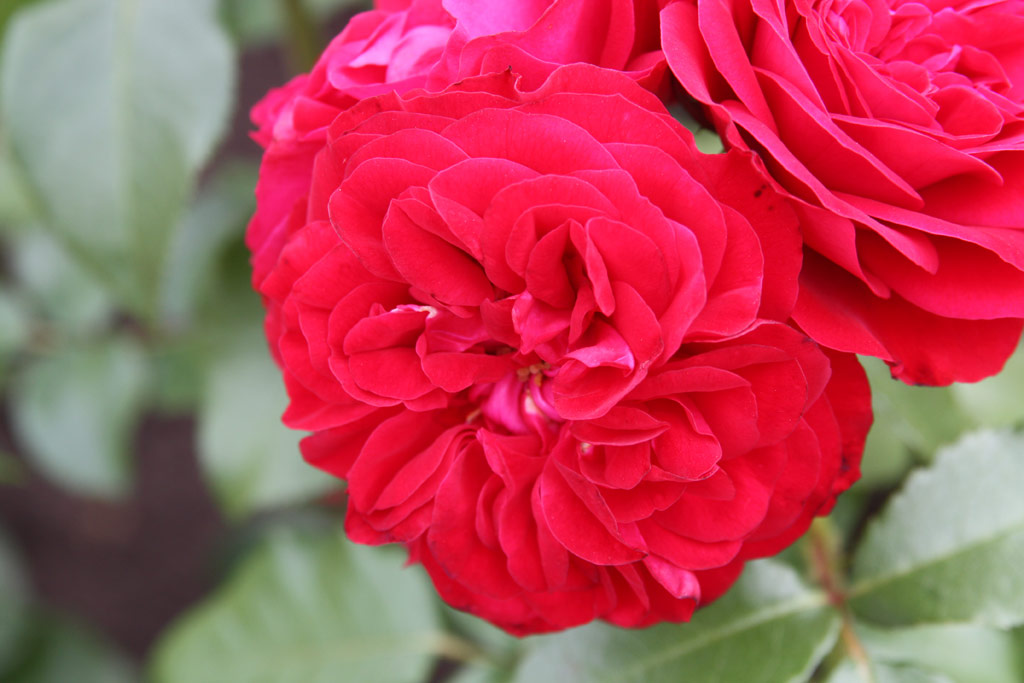 růže Mona Lisa (Meilland)