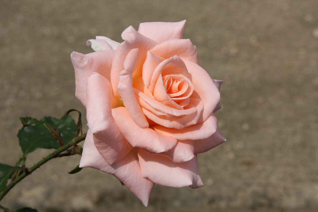 růže Monica Scholle