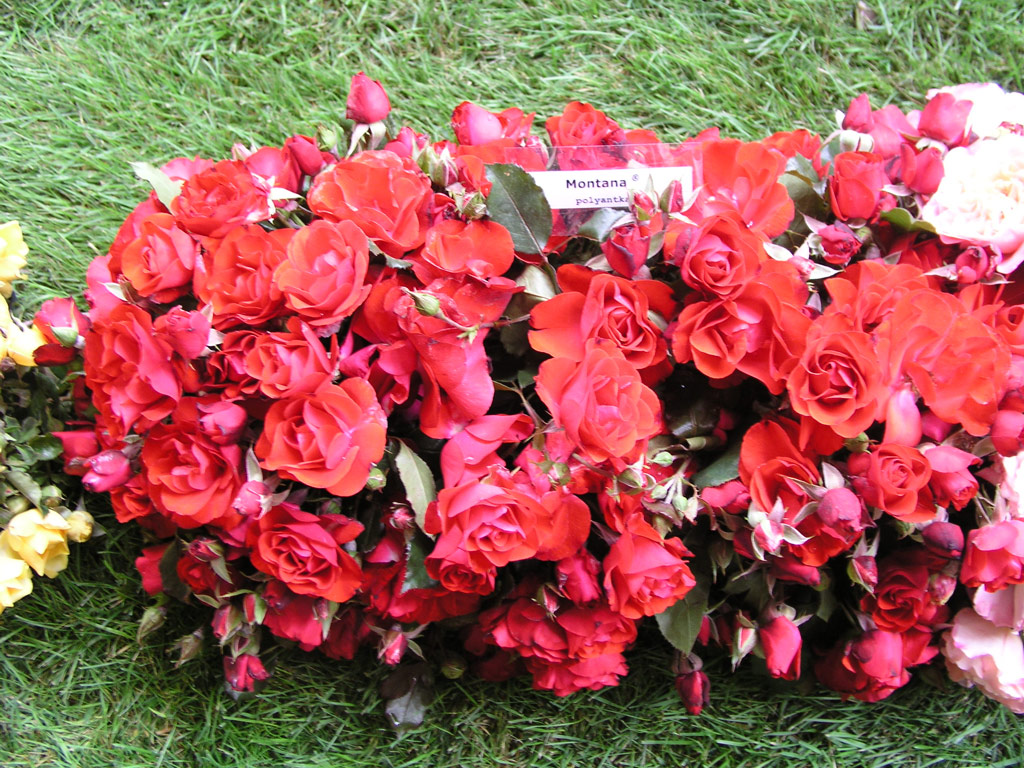 růže Montana