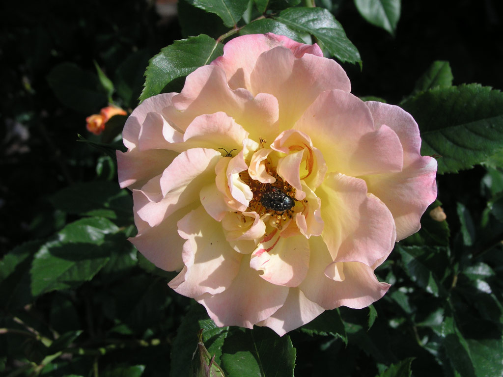 růže Moonlight (Kordes)