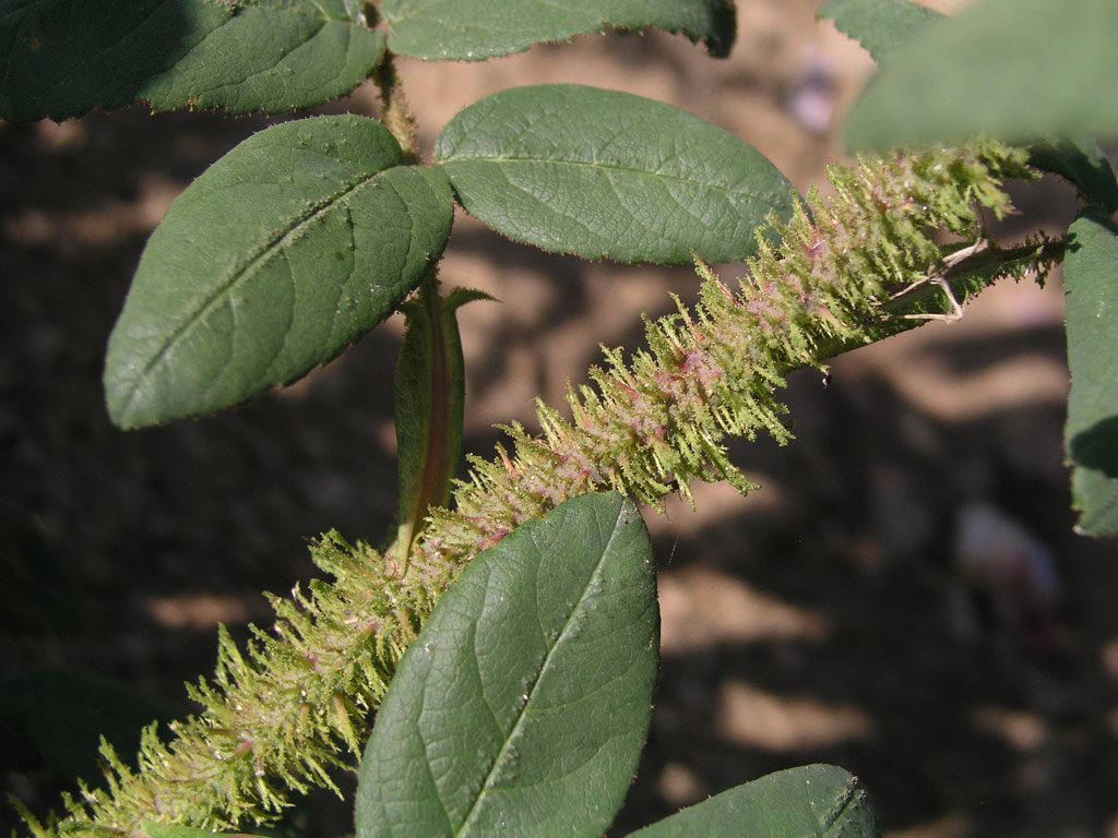 růže Mousseux du Japon