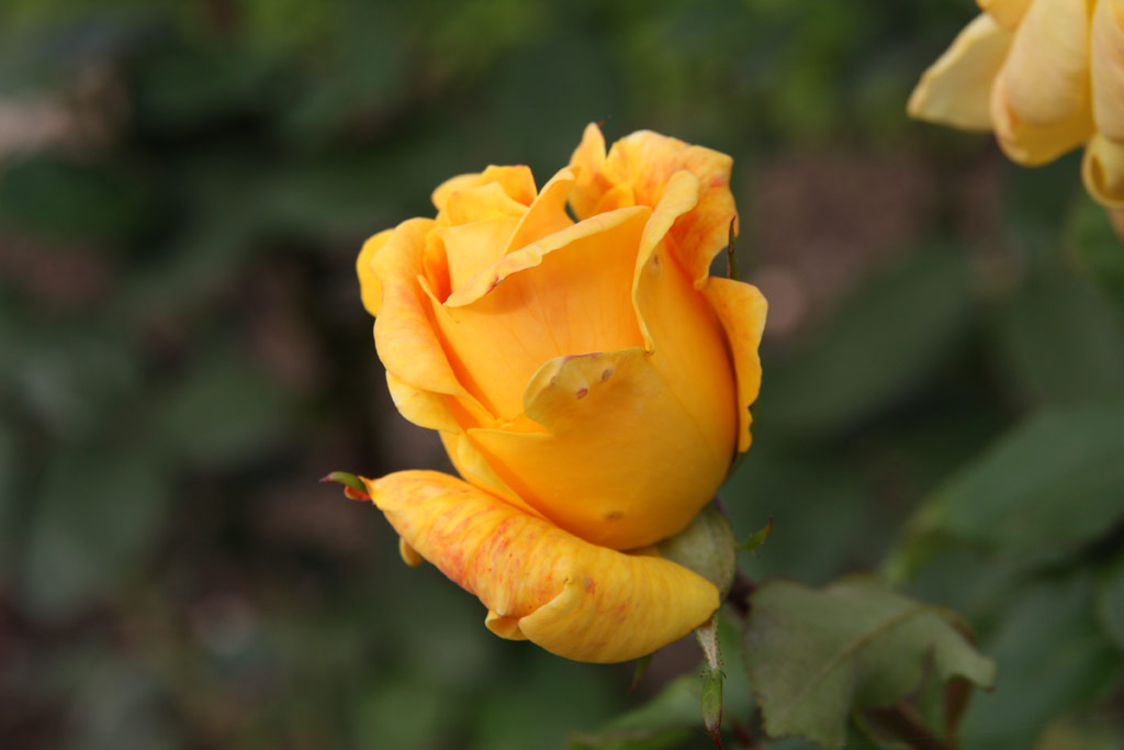 růže Mrs. Archie Gray