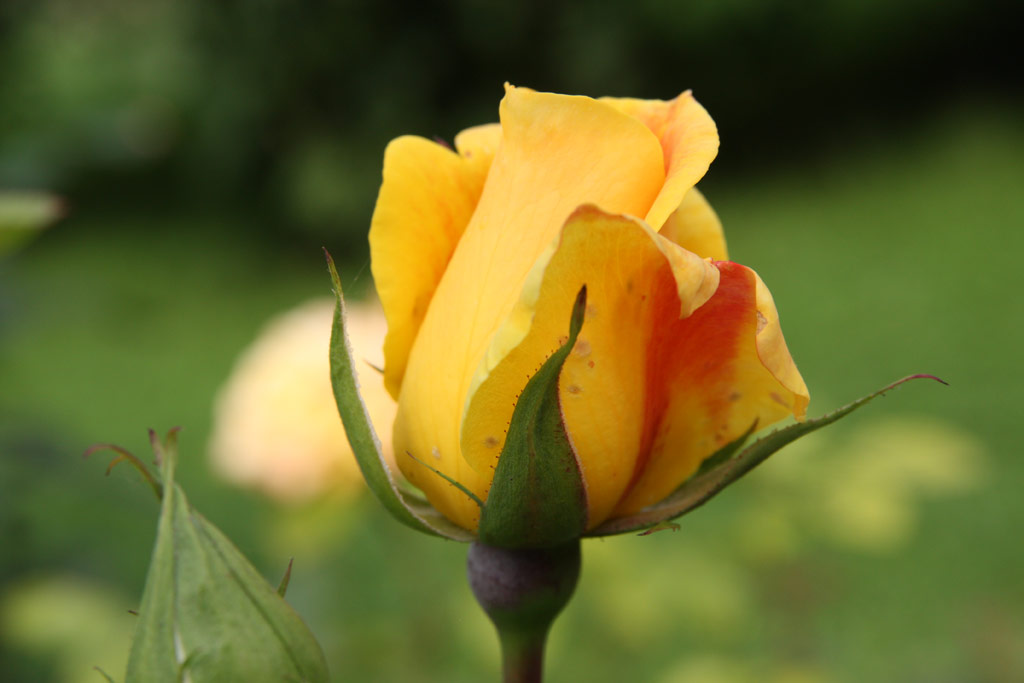 růže Mrs. Archie Gray