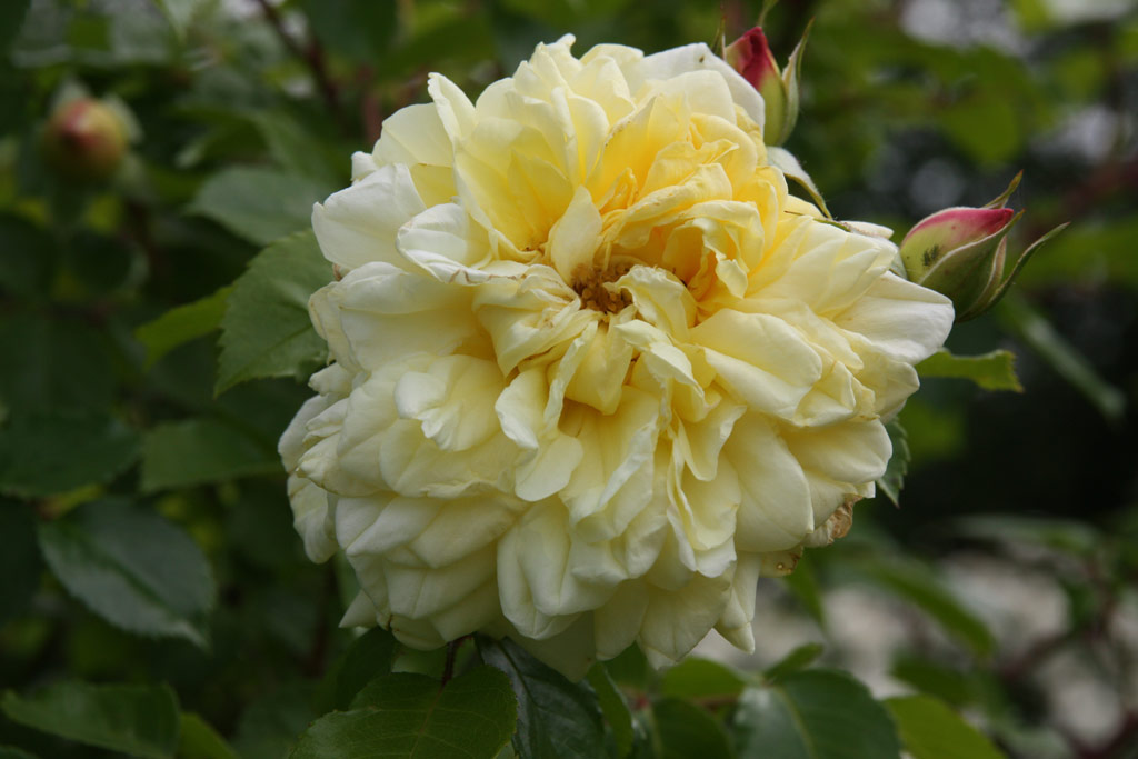 růže Mrs. Arthur Curtiss James