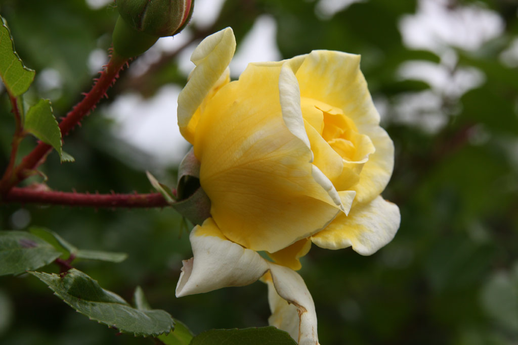 růže Mrs. Arthur Curtiss James