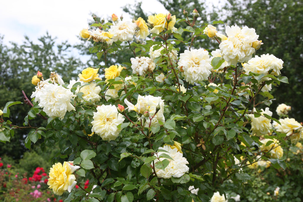 růže Mrs. Arthur Curtiss James