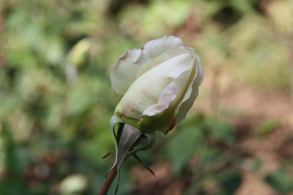 růže Mrs. Foley Hobbs