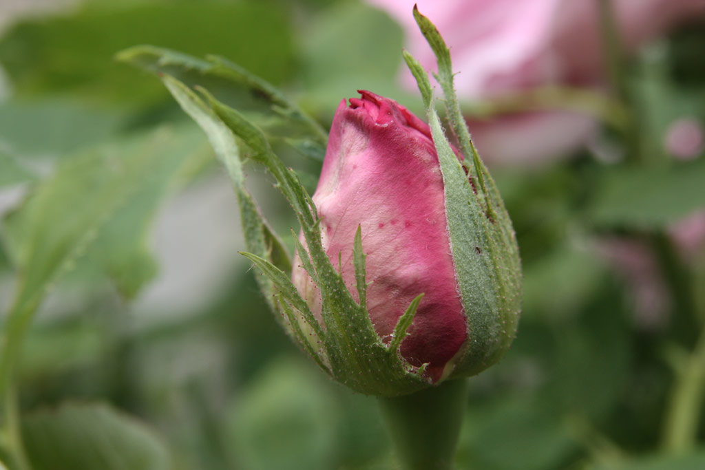 růže Mrs. John Laing