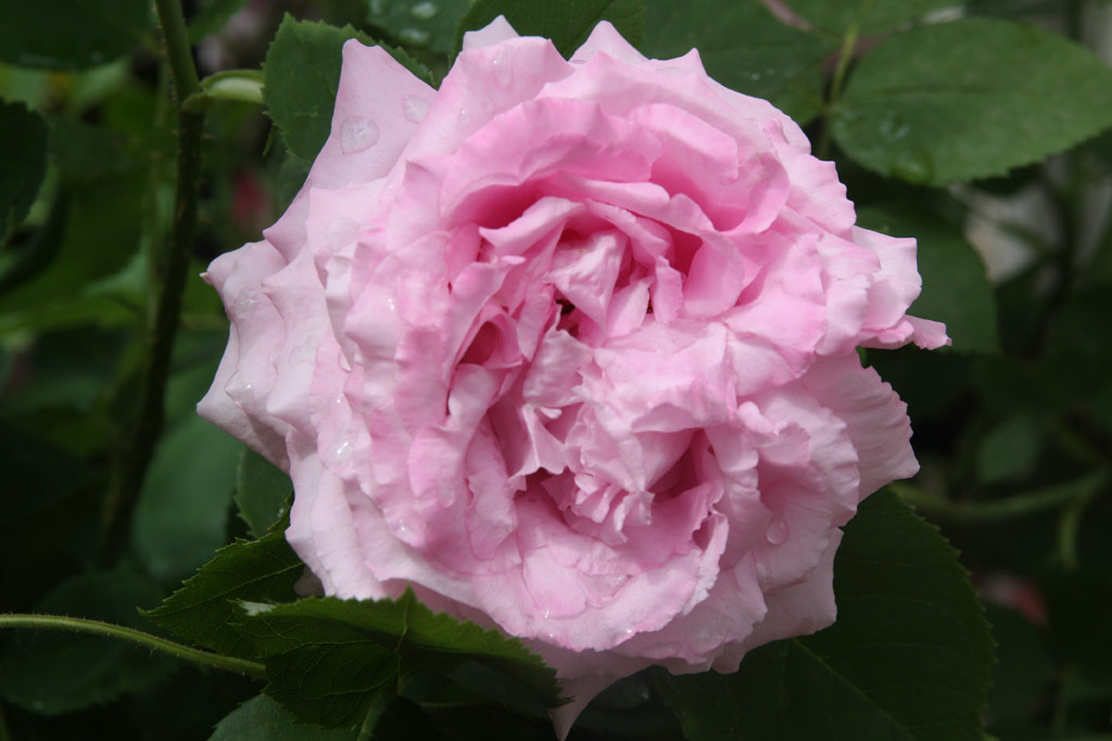 růže Mrs. John Laing