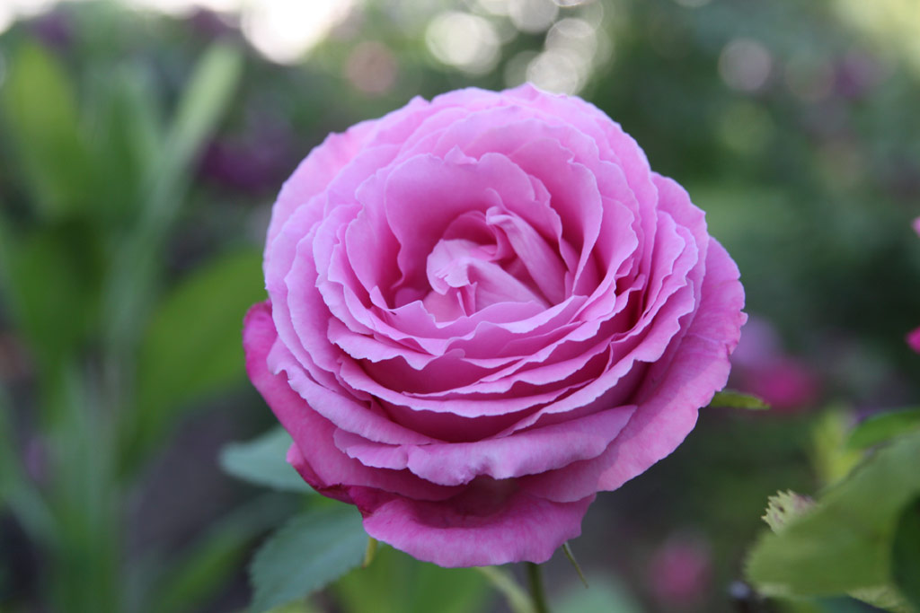 růže Mrs. John Laing