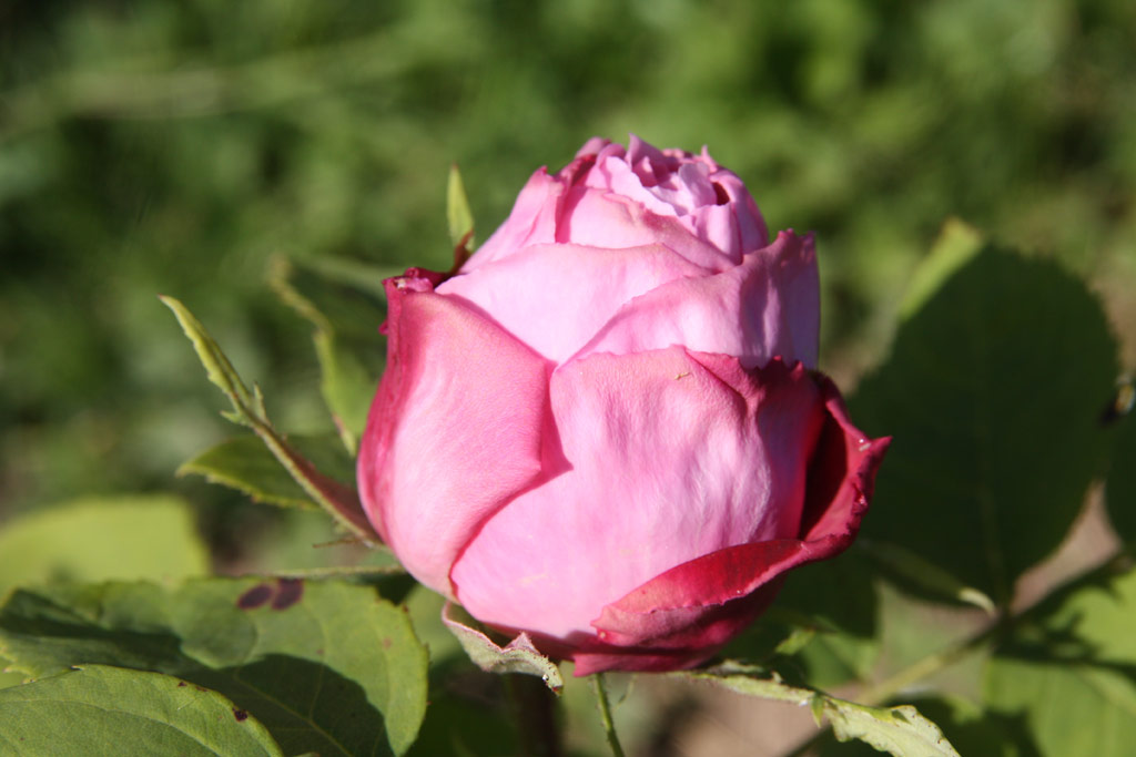 růže Mrs. John Laing