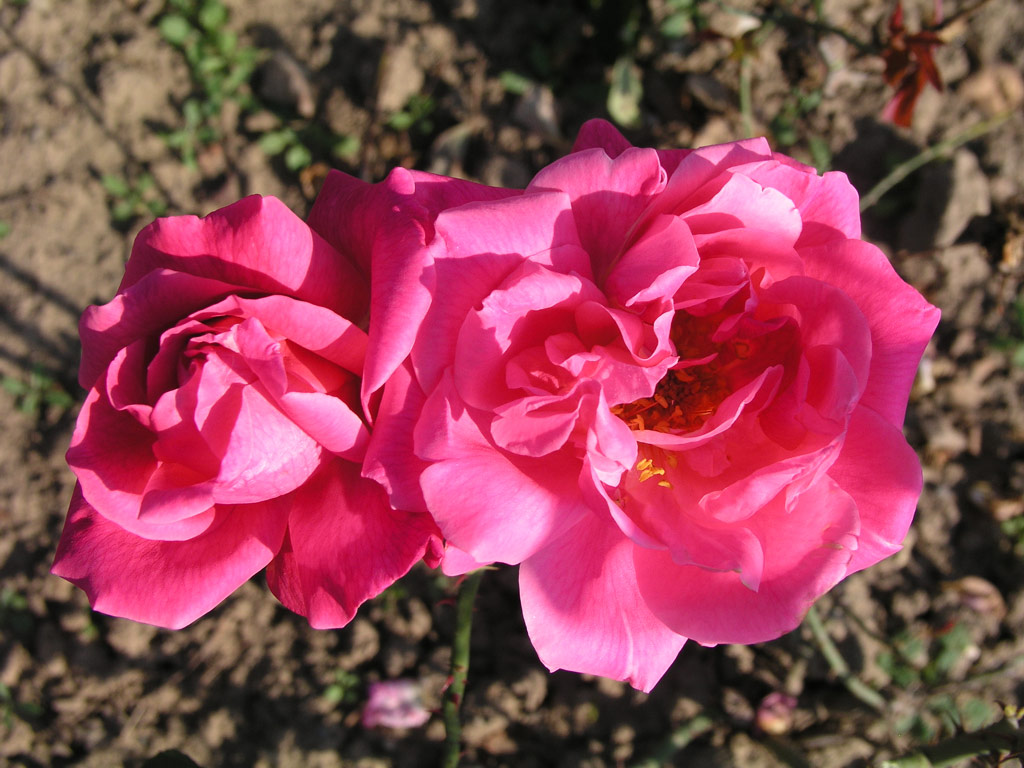 růže Mrs. L. B. Coddington