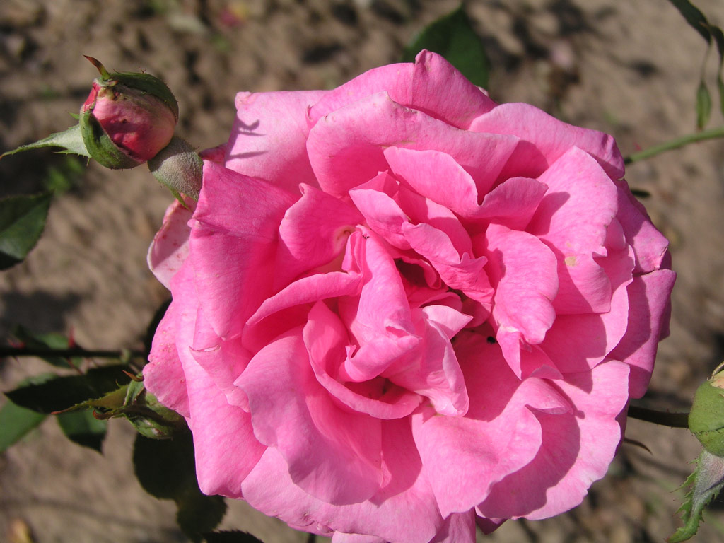 růže Mrs. L. B. Coddington