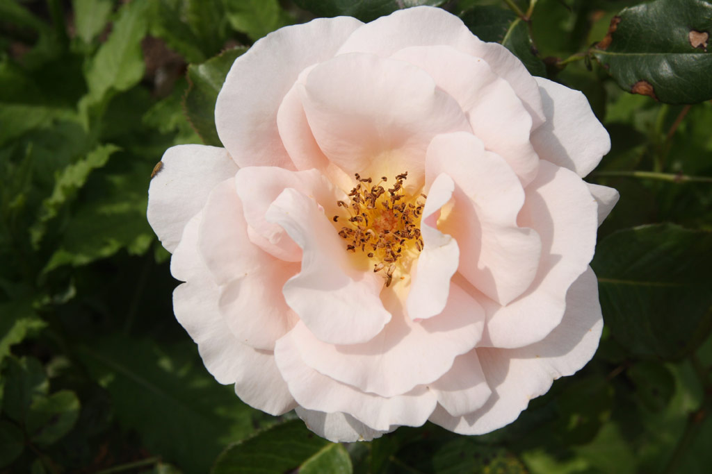 růže Mrs. T. B. Doxford