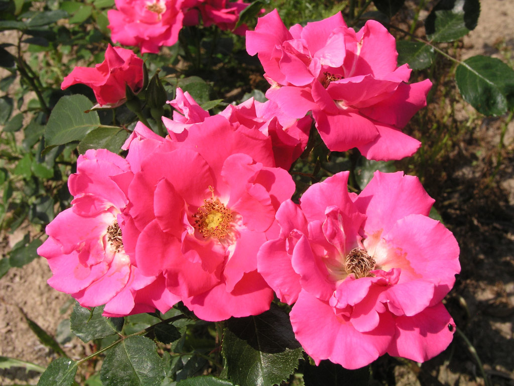 růže Mutace Dr. Rieger