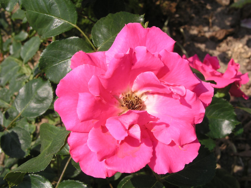 růže Mutace Dr. Rieger