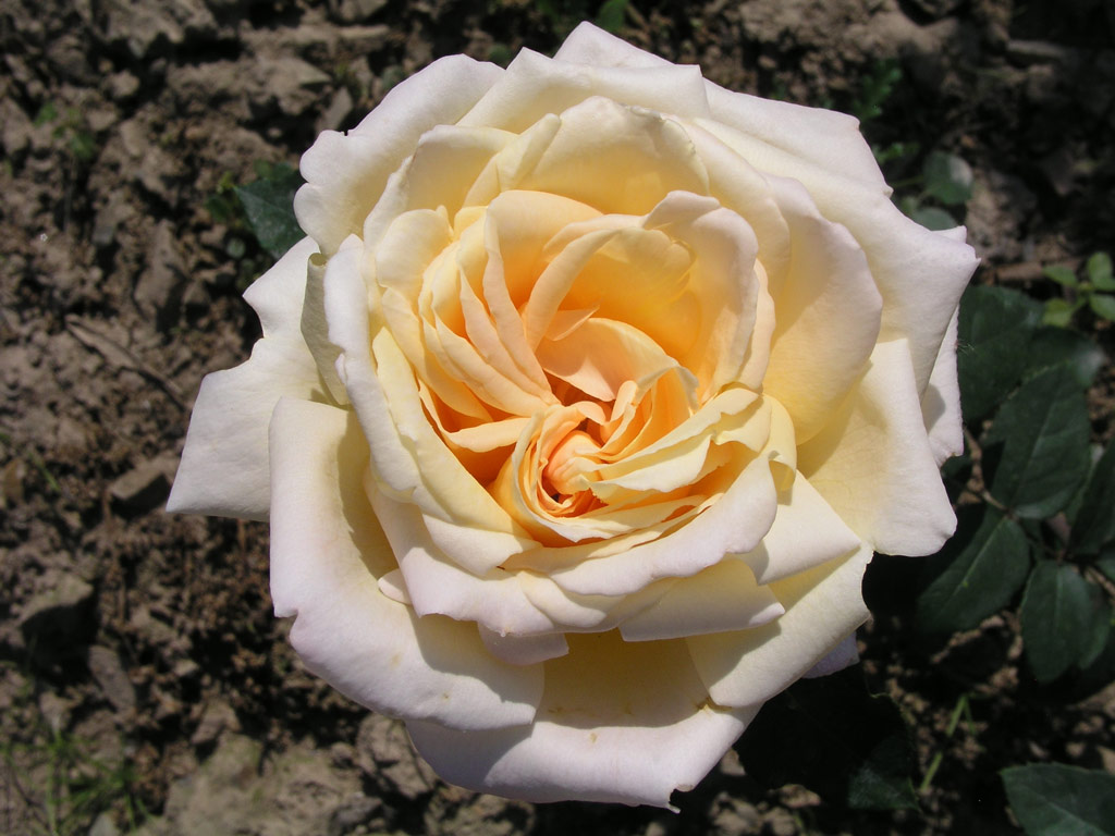 růže Mystic Gem (Kunratice)