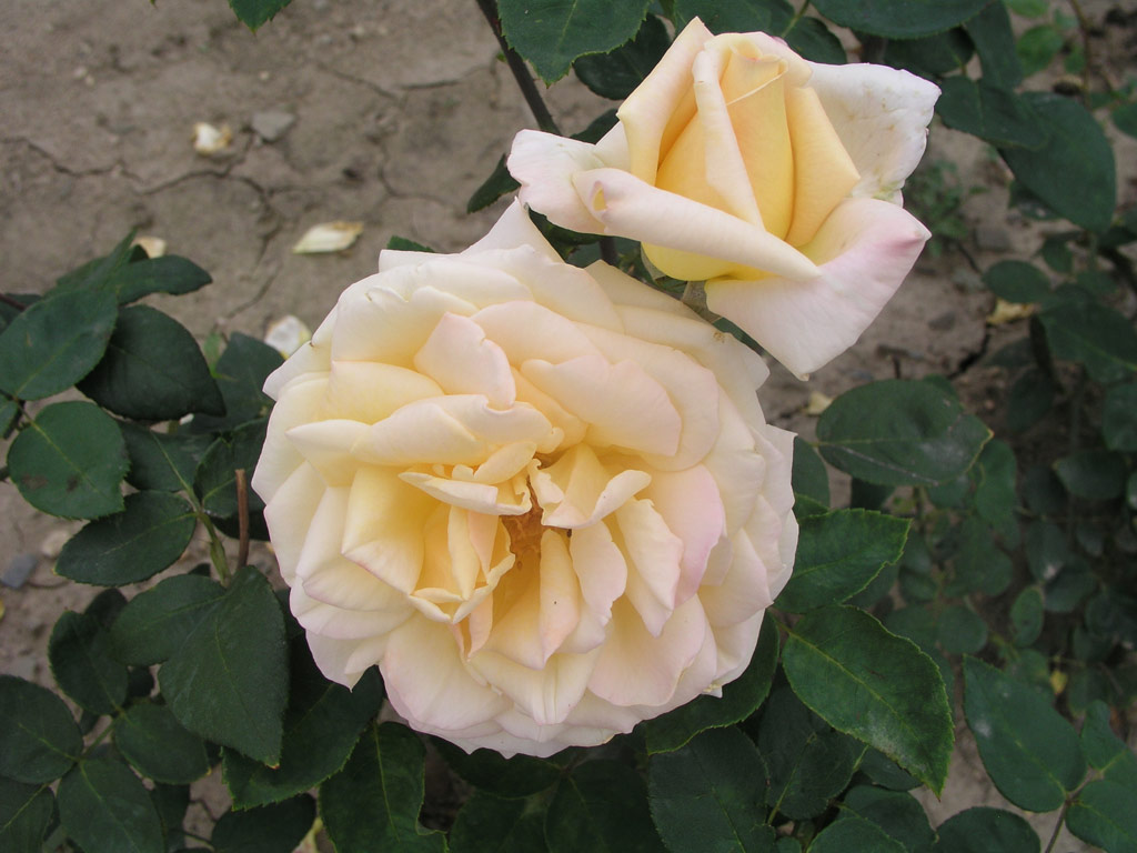 růže Mystic Gem (Kunratice)