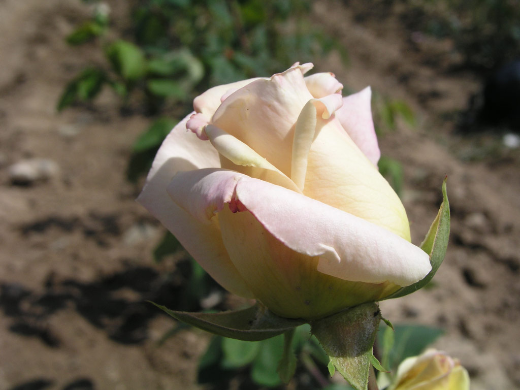 růže Mystic Gem (Kunratice)