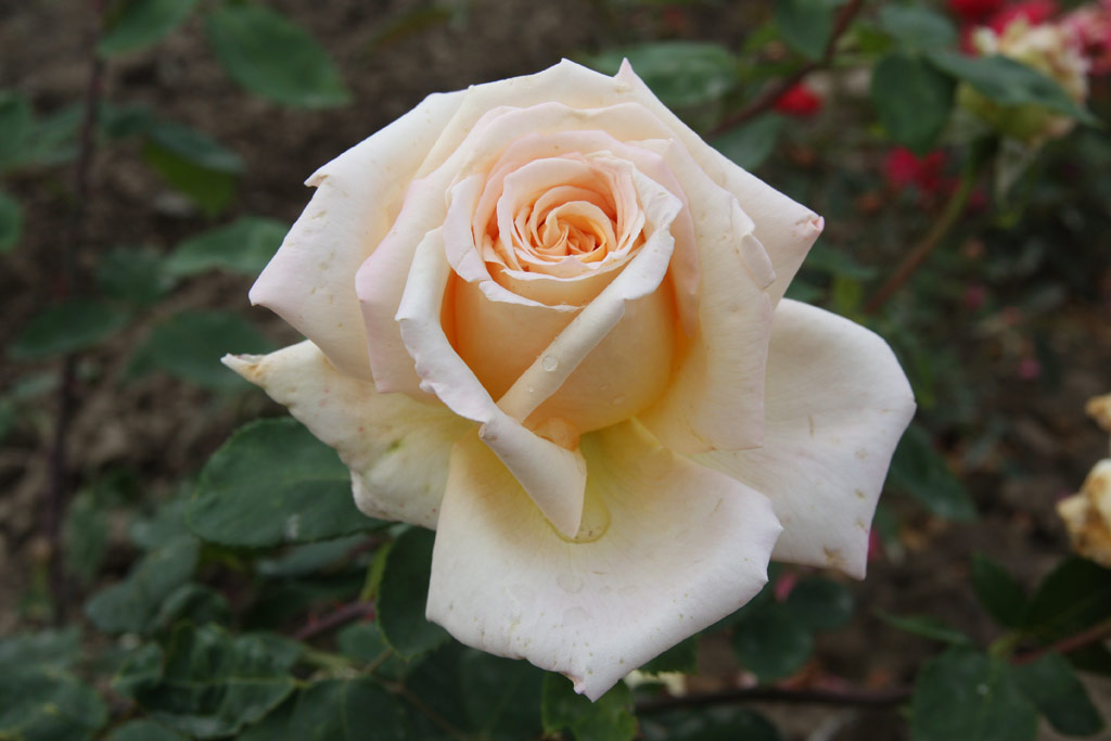 růže Mystic Gem (Kunratice)