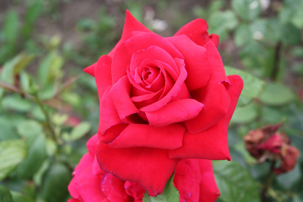 růže Nagy Imre Emlke