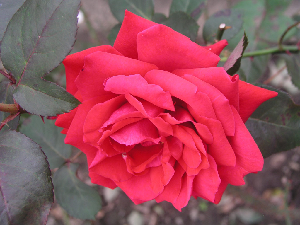 růže National Stolz