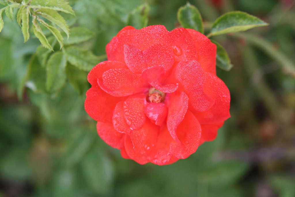 růže National Stolz