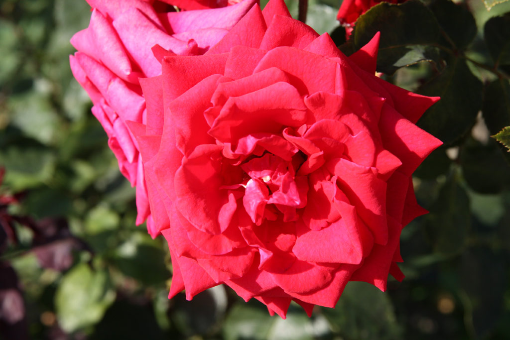 růže National Stolz