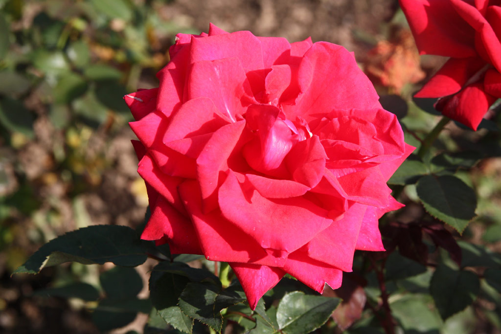 růže National Stolz