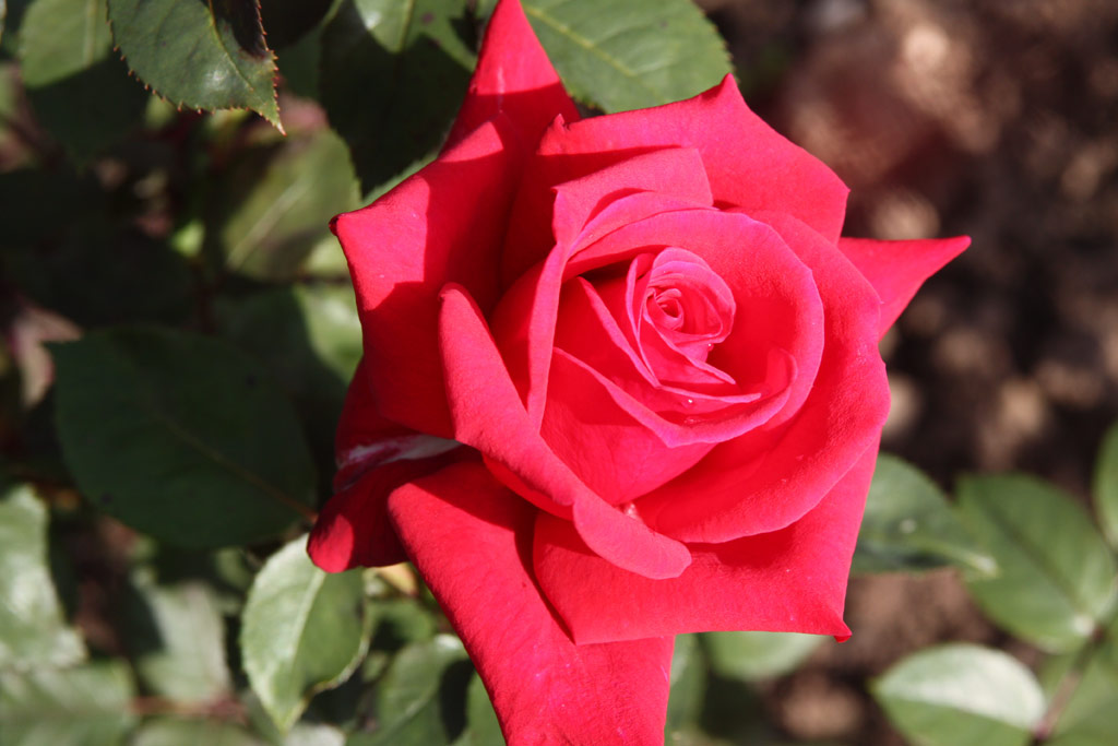 růže National Stolz