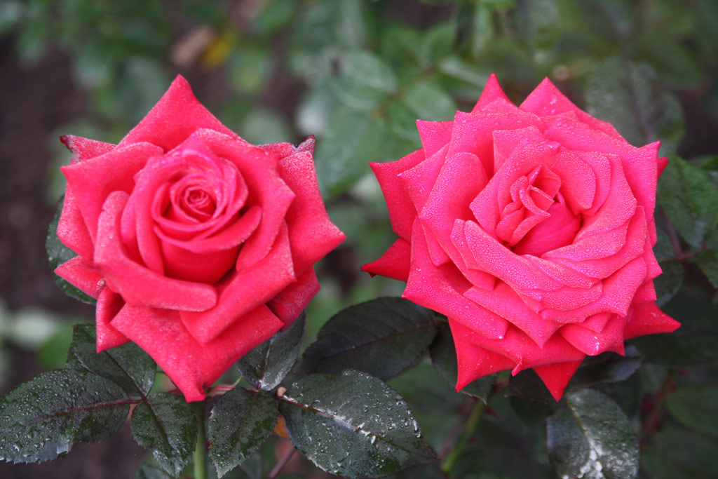 růže National Stolz