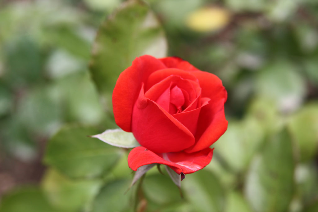 růže Neues Europa (Kordes)