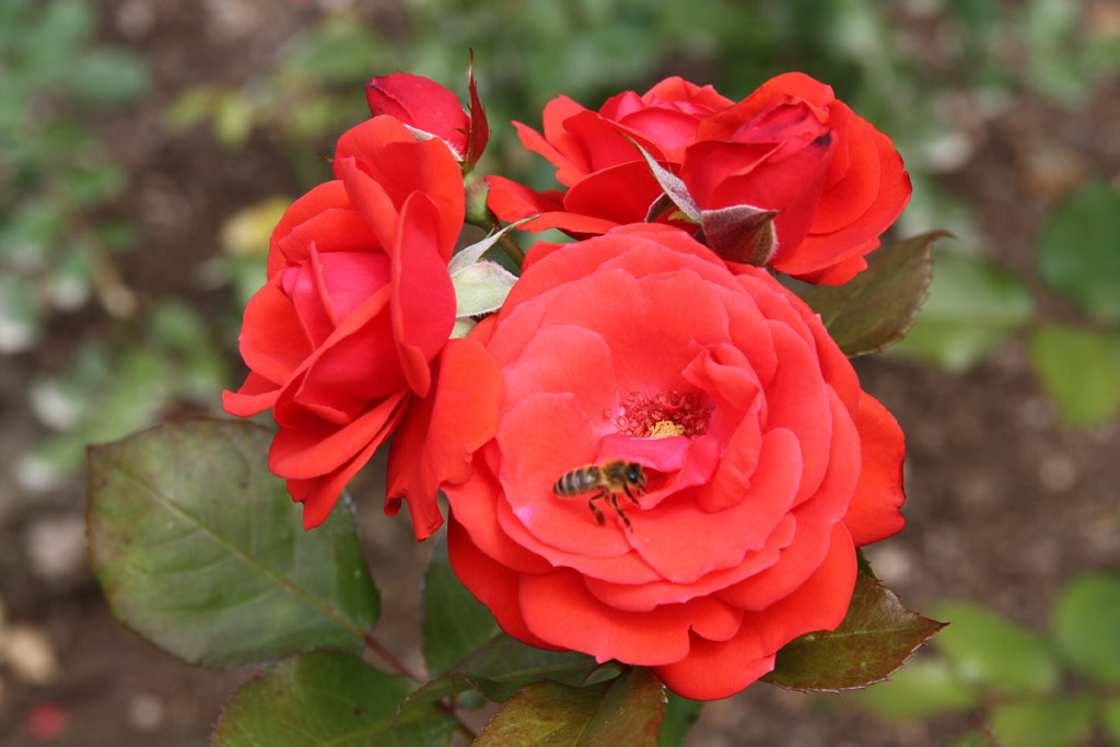 růže Neues Europa (Kordes)