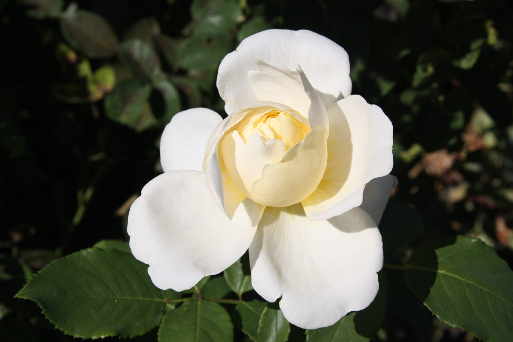 růže Nina Renaissance