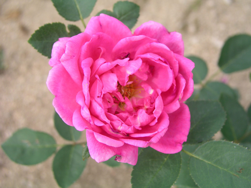 růže Noble Anthony