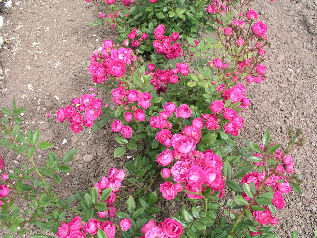 růže Norbert Levavasseur