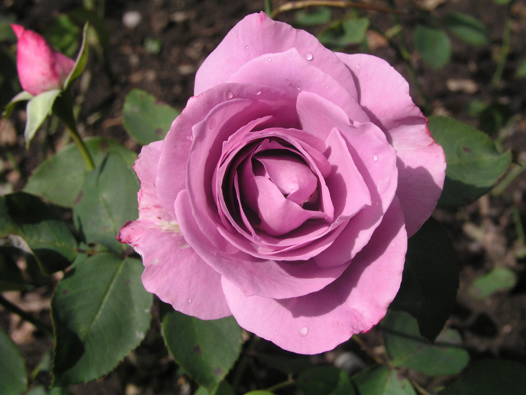 růže November Rain