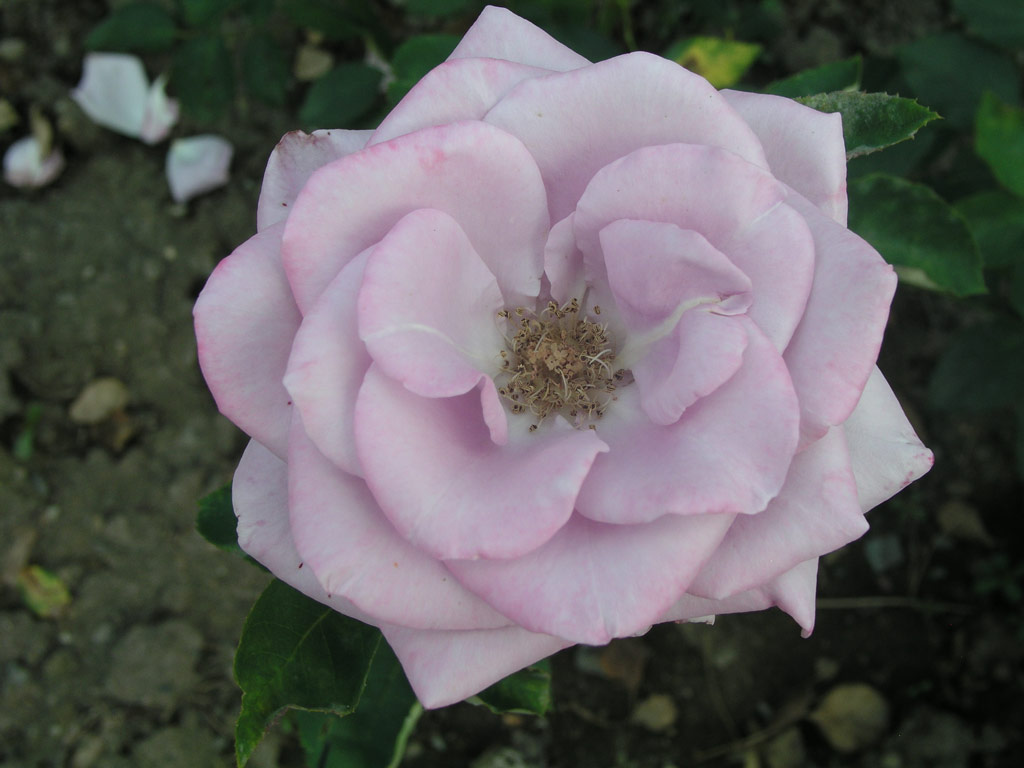 růže November Rain