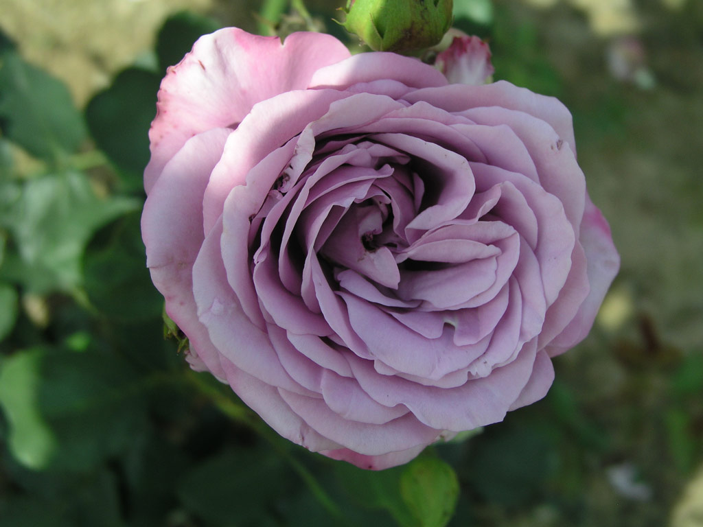 růže November Rain