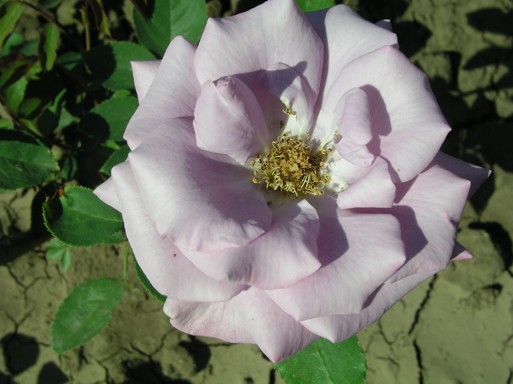 růže November Rain