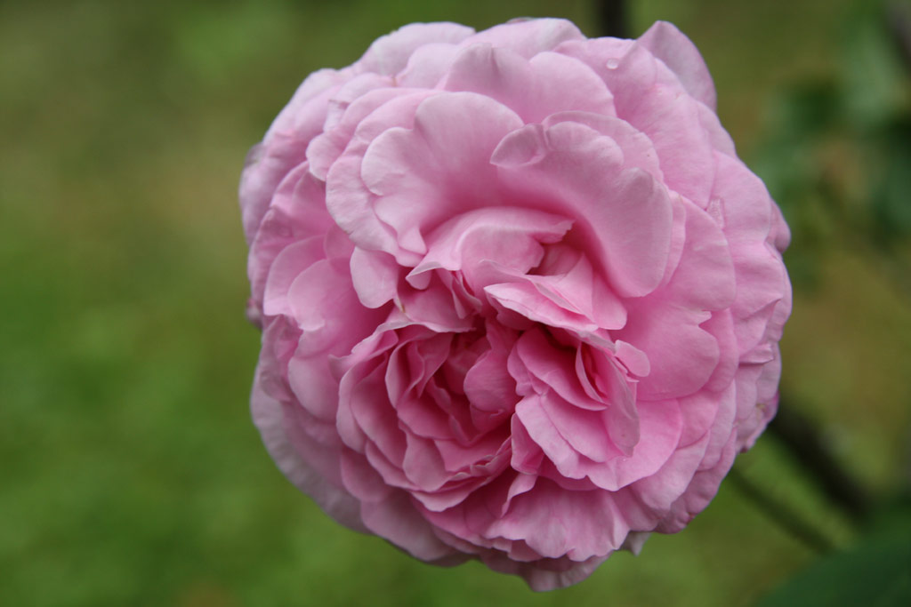 růže Nuits dYoung (Linz)